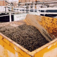 Zebra Mussel